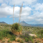 cactus in New Mexico