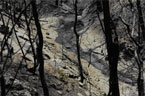 Hillside Erosion