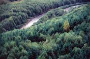 Forest Image