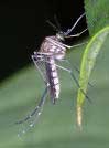 Mosquitoe